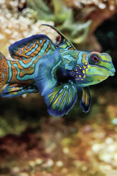 Boston: New England Aquarium Skip-the-Line Entry Ticket - Start at the Penguin Colony, Then Walk the 360° Reef Circuit