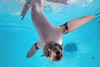 New England Aquarium Admission Ticket in Boston - Front Plaza Harbor Seals: Start Where the Action Is